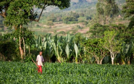 ADDIS ABABA, Ethiopia--Information technology is being utilised more than ever to improve agriculture in East Africa.