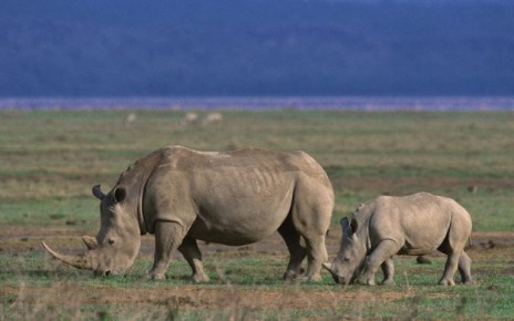 Ngorongoro Conservation remits $26m dividends to Tanzanian government