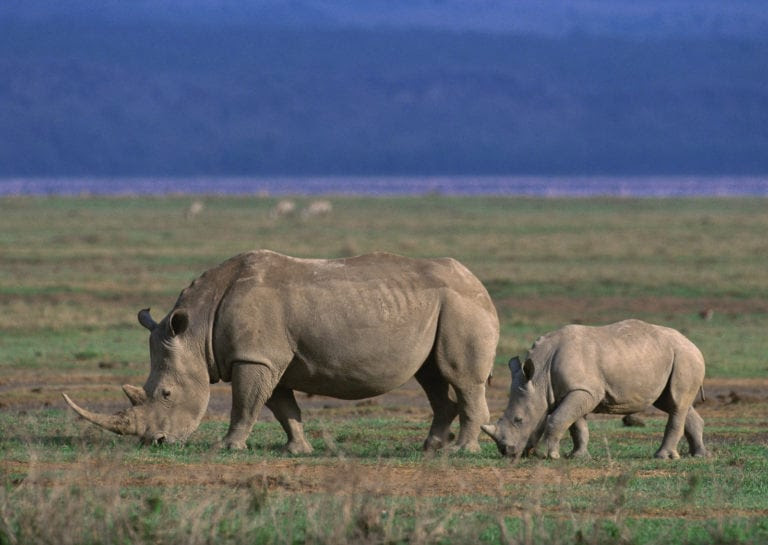 Ngorongoro Conservation remits $26m dividends to Tanzanian government