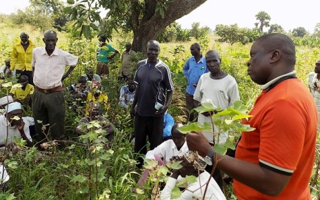 Uganda Cotton Farmers to get training in modern production