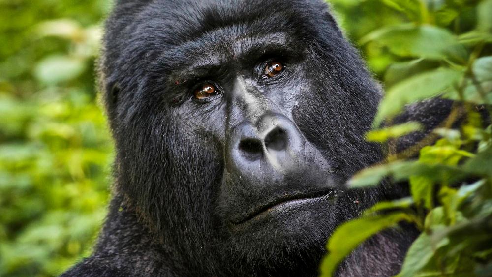 Rwanda to name Twenty three infant mountain gorillas
