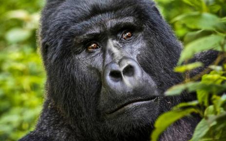 Rwanda to name Twenty three infant mountain gorillas