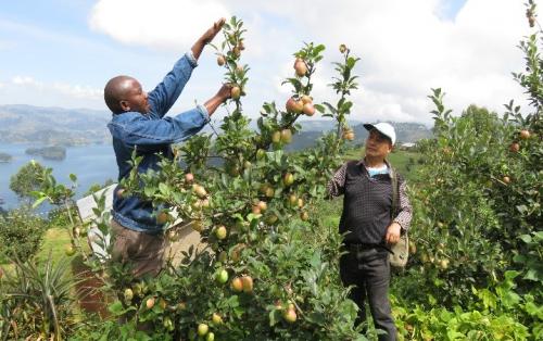 In a move aimed at protecting farmers against bad weather, Uganda’s Ministry of Agriculture Animal Industry and Fisheries (MAAIF) is set to roll out the National Agriculture Insurance Scheme