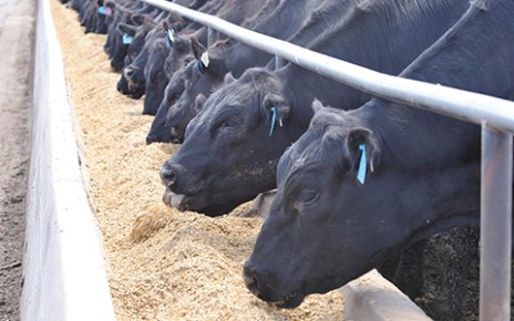 Kenyatta eyes 50 feedlot zones for livestock export production