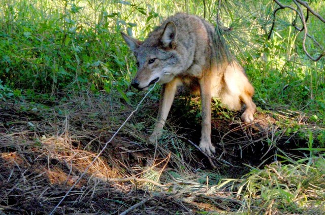 Tour Operators in Tanzania have so far poured more than $211,000 into a Serengeti de-snaring program meant to combat a new form of poaching.