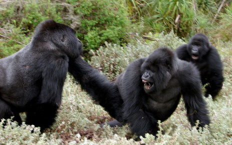 mountain gorillas are the leading tourist attraction in Rwanda, pulling crowds of tourists across the world.