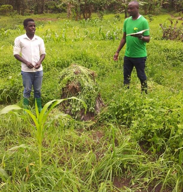 Ahereza has since more than doubled his yields: this season harvesting five 100 kg bags of maize compared with two bags per season previously