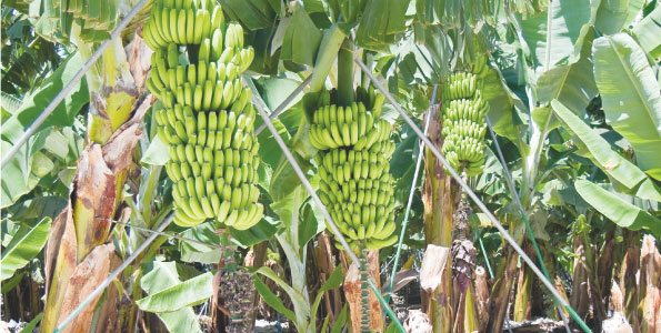 The government is already reaching out to farmers to take advantage of this new development.