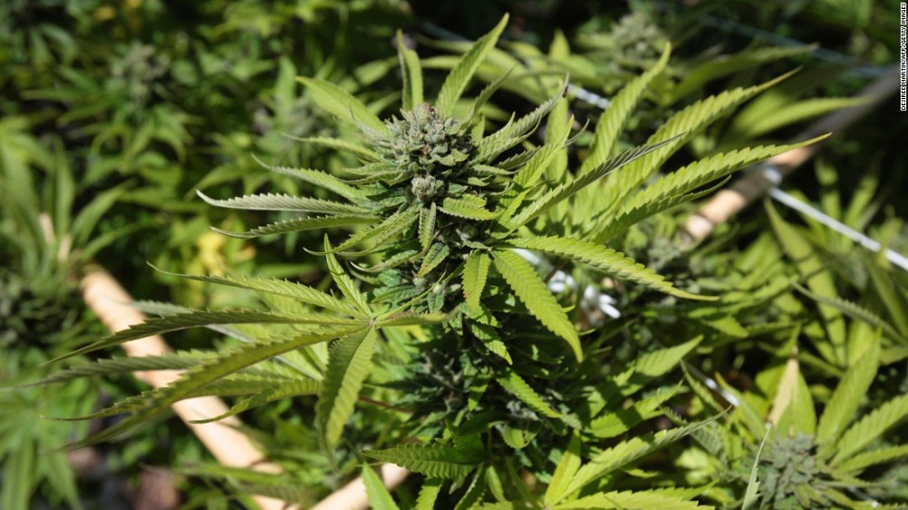 Wesgro, the official tourism, trade and investment promotion agency for Cape Town and the Western Cape, has hosted a first-of-its-kind discussion on the economic potential of the medicinal cannabis industry for South Africa and the rest of Africa.