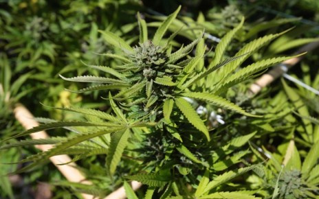 Wesgro, the official tourism, trade and investment promotion agency for Cape Town and the Western Cape, has hosted a first-of-its-kind discussion on the economic potential of the medicinal cannabis industry for South Africa and the rest of Africa.