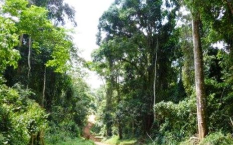 Bugoma Central Forest Reserve in Hoima District
