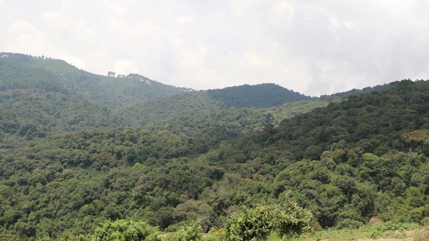Gishwati Mukura National Park