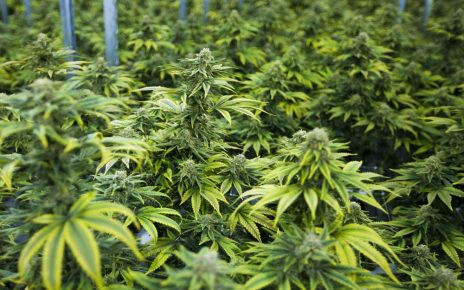 Uganda has with immediate effect halted the issuing of an investment license to an Israel firm, Together Pharma Limited, who had reportedly secured land in Kasese to cultivate medical cannabis popularly known as marijuana on a commercial scale.
