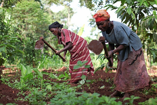 Women tending to their coffee gardens