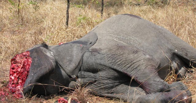 The Uganda Wildlife Bill 2017, which was passed by Parliament early this year, has been finally assented to by President Yoweri Museveni spelling doom for poachers and wildlife traffickers.