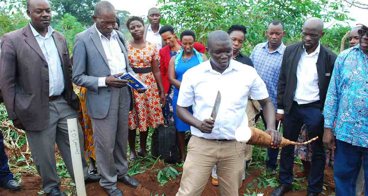 Jude Aleu. Trial Manager of GM cassava at NaCRRI showing how so clean the tuber from a GM cassava
