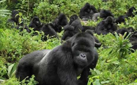 Revenue from Gorilla trekking in Volcanoes National Park grew by 25 per cent in 2018 to $19.2M from the previous year, according to latest data from the Rwanda Development Board.