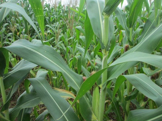 A month before the harvest period, approximately every six months, Agilis Partners Commercial Farm hosts a Farmers’ Day.
