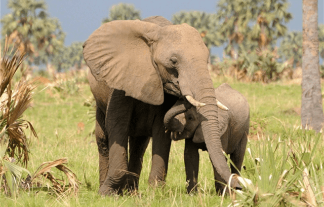 One of the African Elephants found in a major National Park in Uganda.