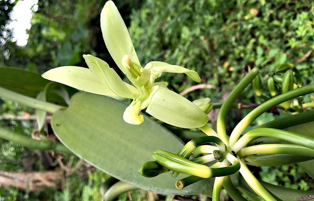 Uganda government declares new dates for Vanilla harvesting