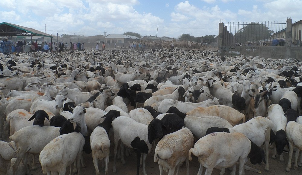 Somaliland is set to resume exporting livestock to the United Arab Emirates this week.