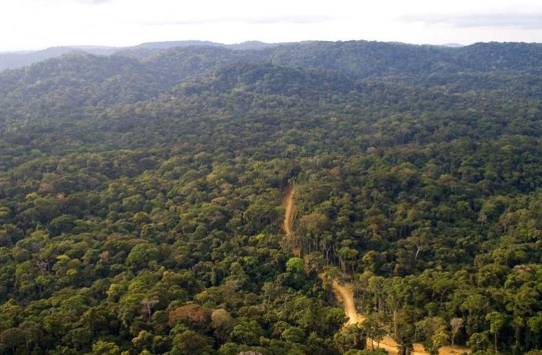 The expansive Mau Forest Complex in Kenya is set to get fresh breath after it was admitted to the Queen’s Commonwealth Canopy (QCC).
