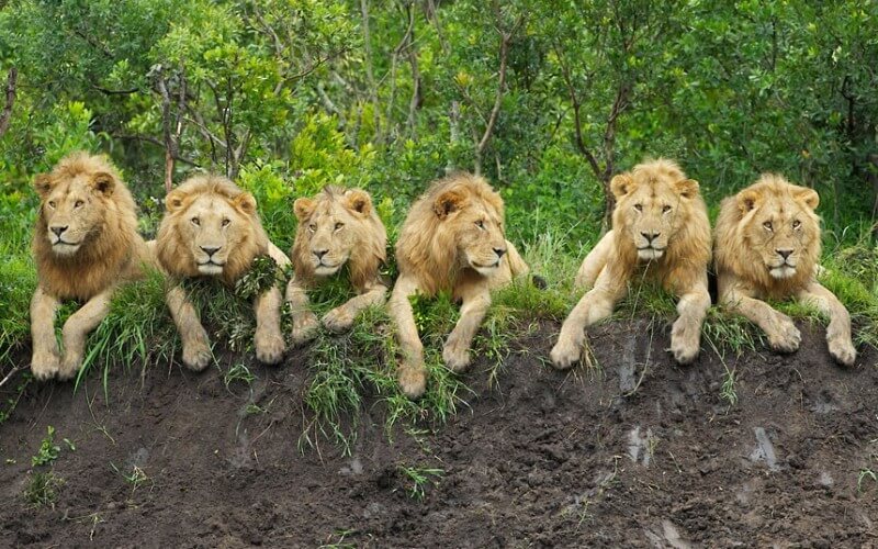It is no wonder that traversing through the legendary and mighty Nyerere National Park is a lifelong and memorable event for photographic safari tourists.