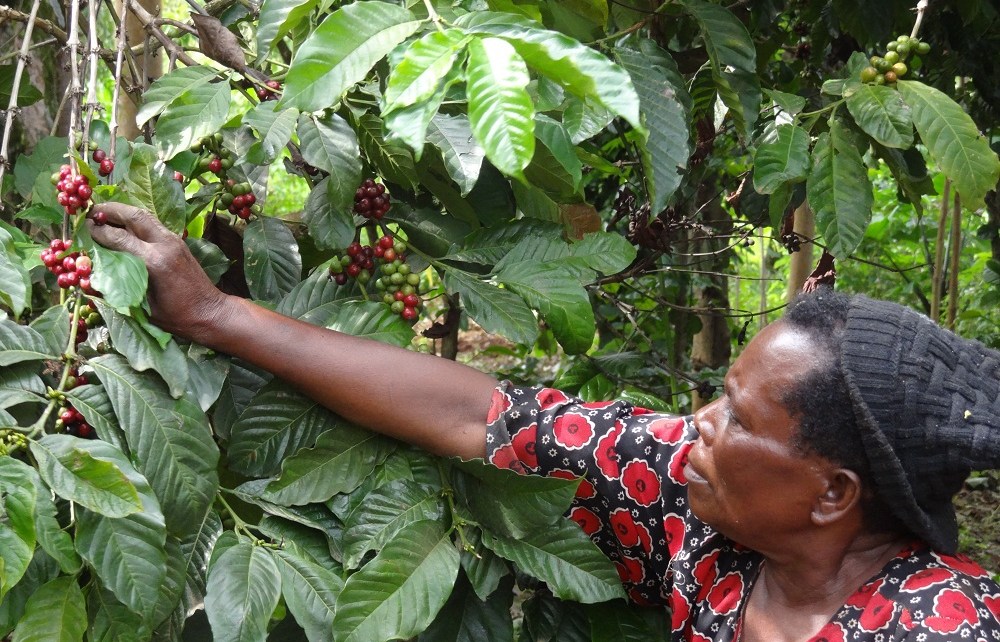 Despite the Integration of 6 economies in the East African Community (EAC), many Small -scale farmers especially women have for so long not felt the impact of the Integration on their Livelihood.