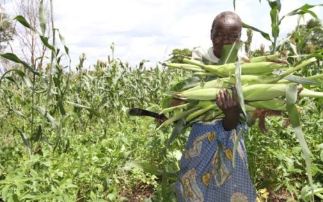 For the first time in history, farmers in South Sudan will be able to grow four different hybrid maize varieties customized for their country’s environs.