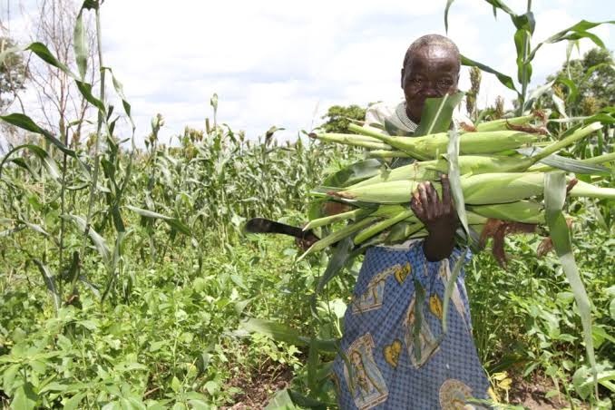 For the first time in history, farmers in South Sudan will be able to grow four different hybrid maize varieties customized for their country’s environs.