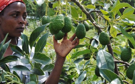 Climate change has made it difficult to accurately predict weather patterns thus farmers must adapt their farming practices and grow crops with higher resilience to the impacts of a changing climate.