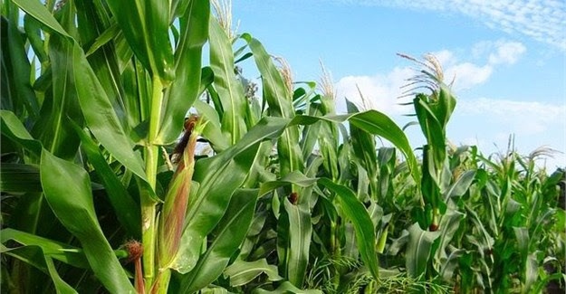 The COMESA Secretariat has developed a draft COVID-19 Regional Food and Nutrition Security Response Plan to improve agricultural productivity, enhance access to competitive markets and trade in agri-food commodities in the region.