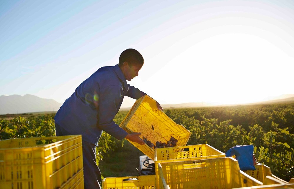 The African Export-Import Bank (Afreximbank), Africa’s foremost multilateral trade finance institution, has approved a $400-million revolving global credit facility agreement for the Export Trading Group (ETG), one of the largest and fastest-growing integrated agricultural conglomerates in Africa.