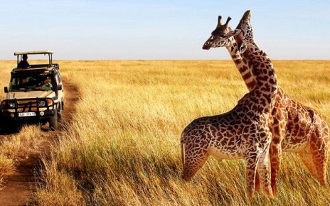 The United Nations Development Program (UNDP) is supporting the Tanzania Association of Tour Operators (TATO) to revive the Tanzania tourism industry to spur other businesses, recover thousands of lost jobs, and generate revenue to the economy.