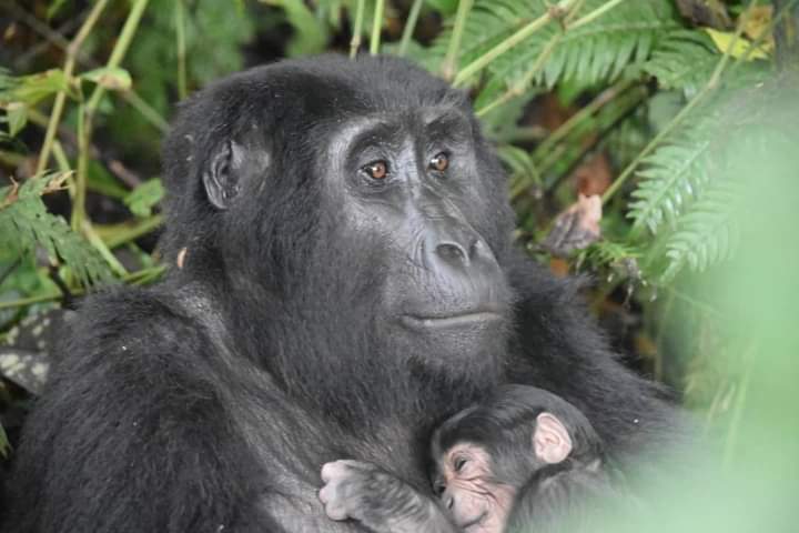 Just when the country thought it had seen the last of the baby boomers for a while, a fifth gorilla birth was witnessed in Uganda when a baby mountain gorilla was born in Buhoma located in the northern sector of Bwindi Impenetrable Forest National Park in Southwestern Uganda.