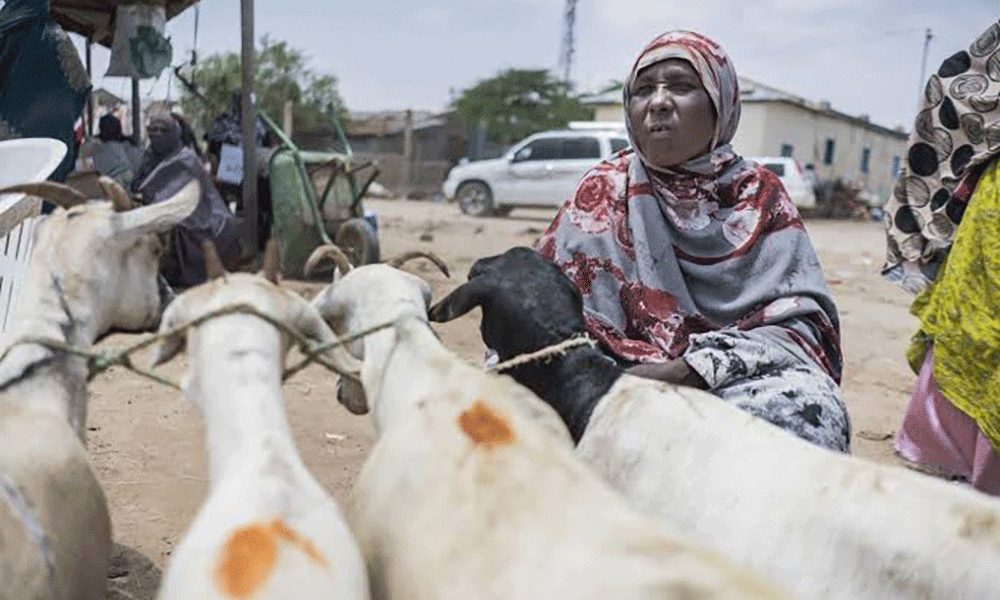 Ban on livestock Keeping in Hargeisa Hurting Women